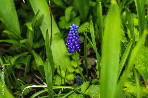 Blooming young Muscari in the garden. Spring seasonal of growing plants. Gardening background