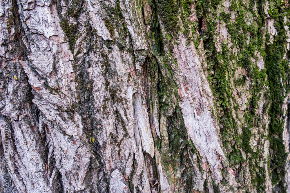 Obraz premium tree texture