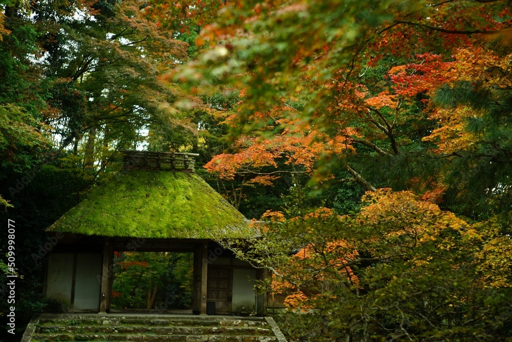 Kyoto Honen-in temple in autumn leaves season