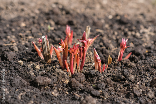Young shoots of a peony in early spring in the garden