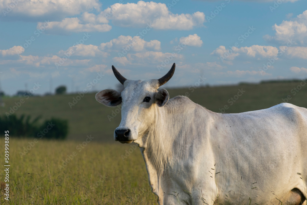 brazilian cattle in the pasture, nellore
