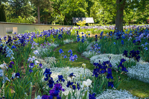 F, Loire, Orléans, Park und Garten, Parc Floral de la Source, im Rondell des Irisbeets, Iris photo