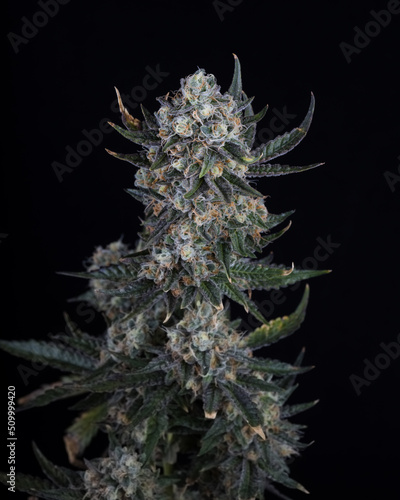 Fresh cannabis flower and buds close up against a black background. Marijuana plants just harvested and photographed in studio.