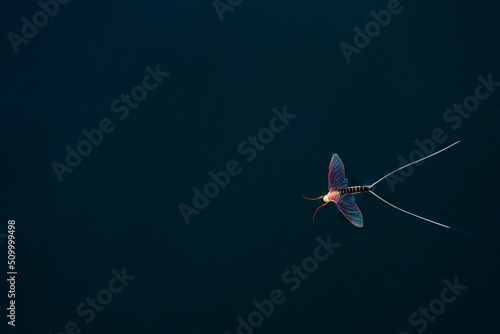 Single mayfly on water
