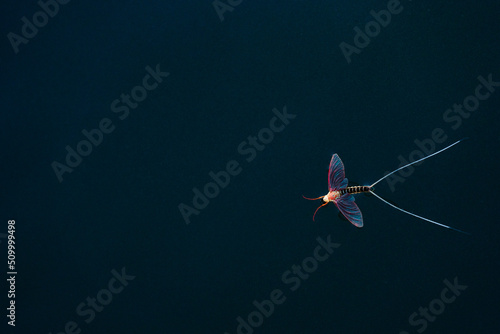 Schilderij op canvas Single mayfly on water