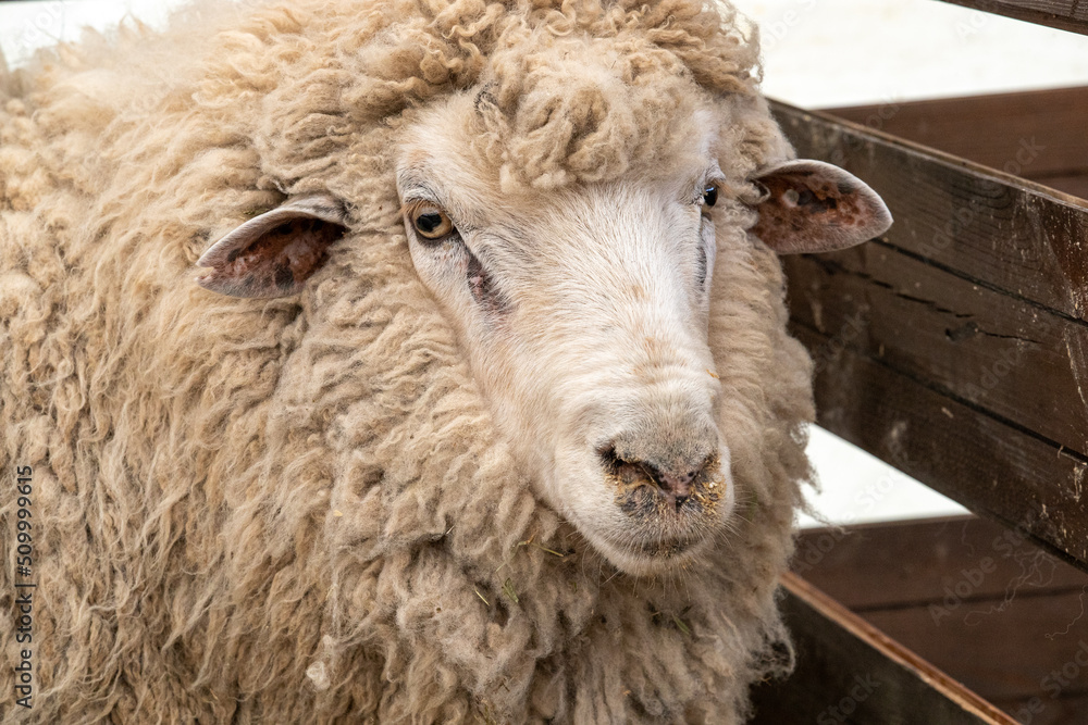 Saxon Merino Rams. Saxon wool is the highest quality superfine wool in the world Saxon Merino Rams. Saxon wool is the highest quality superfine wool in the world