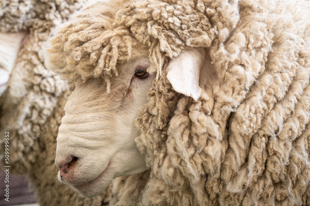 Saxon Merino Rams. Saxon wool is the highest quality superfine wool in the world Saxon Merino Rams. Saxon wool is the highest quality superfine wool in the world