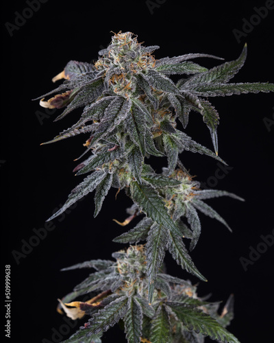 Fresh cannabis flower and buds close up against a black background. Marijuana plants just harvested and photographed in studio.