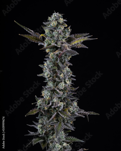 Fresh cannabis flower and buds close up against a black background. Marijuana plants just harvested and photographed in studio.
