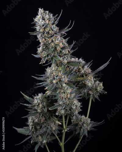 Fresh cannabis flower and buds close up against a black background. Marijuana plants just harvested and photographed in studio.