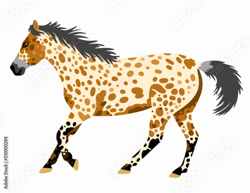 Appaloosa horse vector illustration