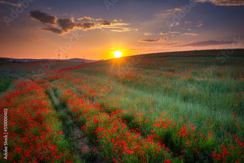 Beautiful meadow with the poppy flowers at sunset, Poland.