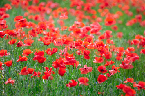 Beautiful meadow with the poppy flowers  Poland.