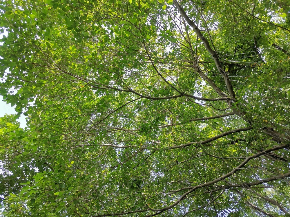 peaceful and shady green tree wallpaper background stock photo.
peaceful and shady green tree wallpaper background stock photo.