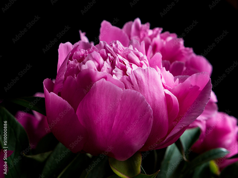 close up of pink peony with water drops close up of pink peony with water drops