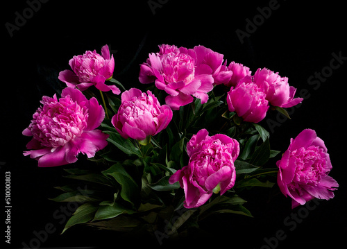 close up of pink peony with water drops  on black background