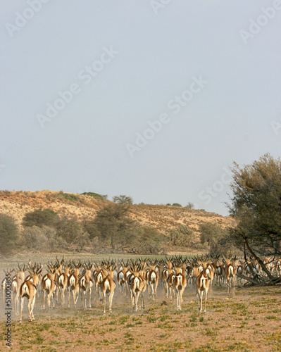 Springbok in the Kgalagadi, South Africa © Kim