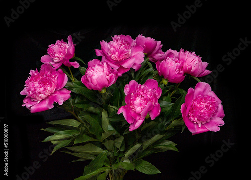 Fototapeta Naklejka Na Ścianę i Meble -   pink peony flowers on black