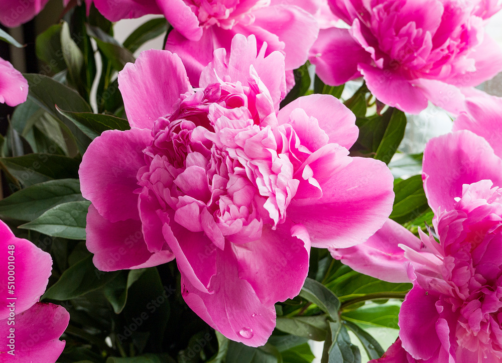 close up of pink hydrangea flowers