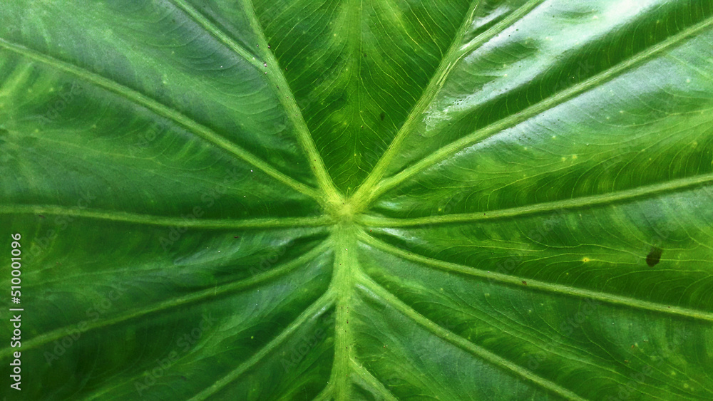 green leaf texture green leaf texture