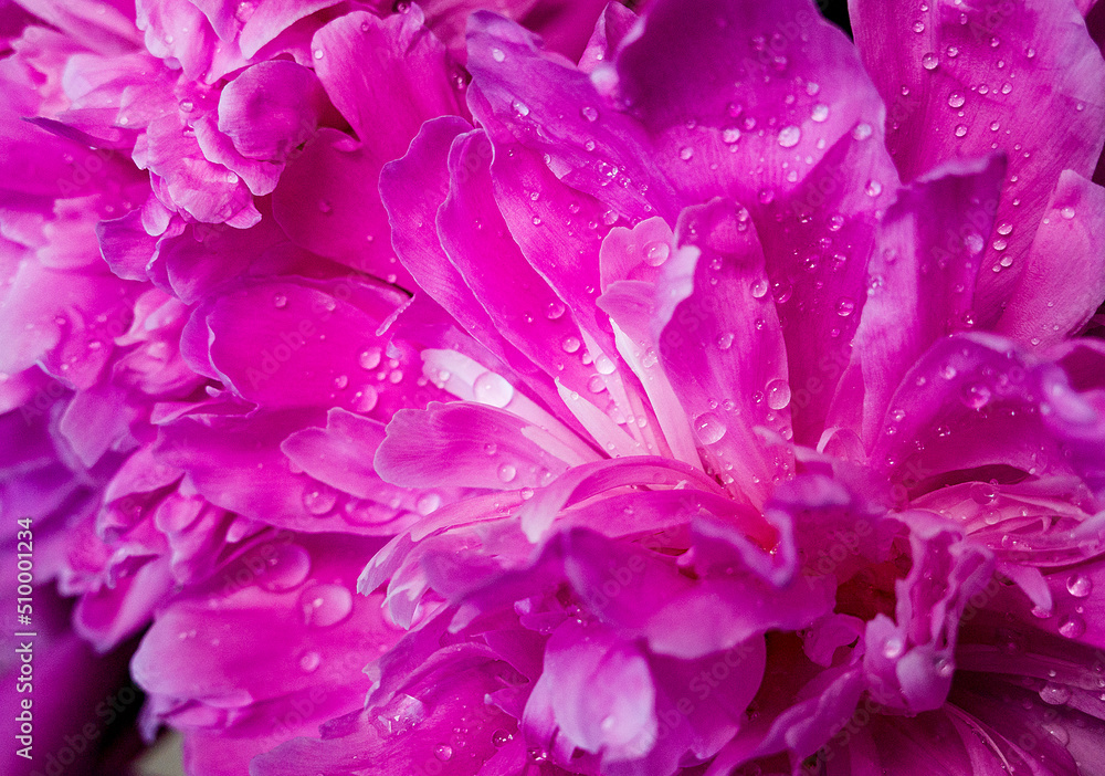 background with flowers peonies and water drops