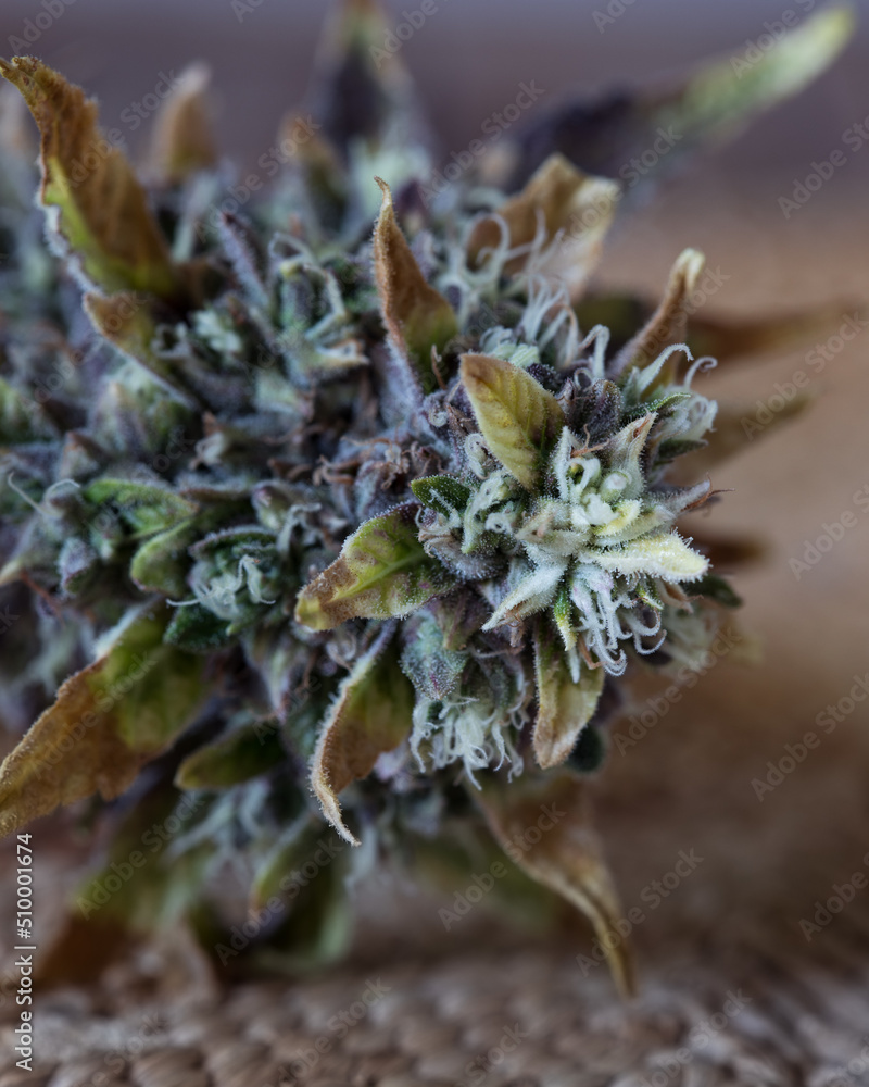 Fresh cannabis flowers and buds against a neutral light background.