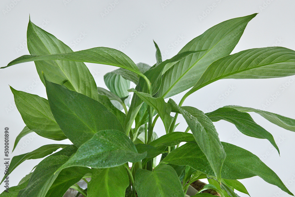 Spathiphyllum plant in natural light Spathiphyllum plant in natural light