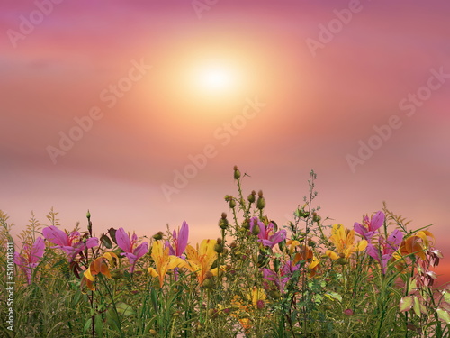 flowers and herbs  on wild field  in countryside   sun light  dramatic  clouds  colorful  sunset sky  summer nature background © Aleksandr
