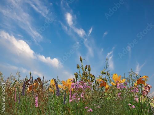 flowers and herbs on wild field in countryside sun light dramatic clouds colorful sunset sky summer nature background