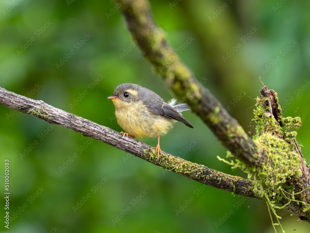 Obraz premium Yellow-bellied Fantail (Chelidorhynx hypoxantha) juvenile on the branch in nature at Intanon national park,Thailand