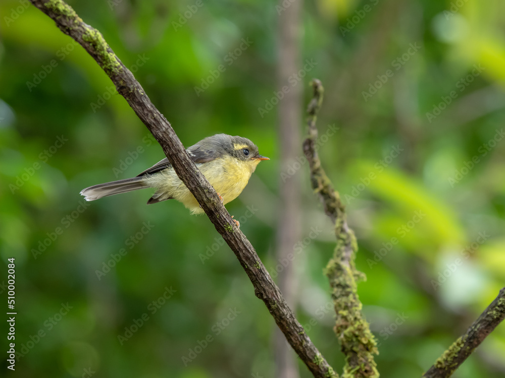 Yellow-bellied Fantail (Chelidorhynx hypoxantha) juvenile on the branch in nature at Intanon national park,Thailand Yellow-bellied Fantail (Chelidorhynx hypoxantha) juvenile on the branch in nature at Intanon national park,Thailand