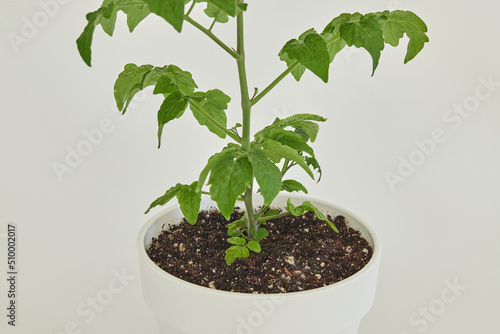 Leaves of tomato tree in natural light