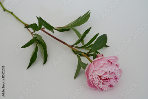 Beautiful wedding fresh pink peony bouquet in natural light photo