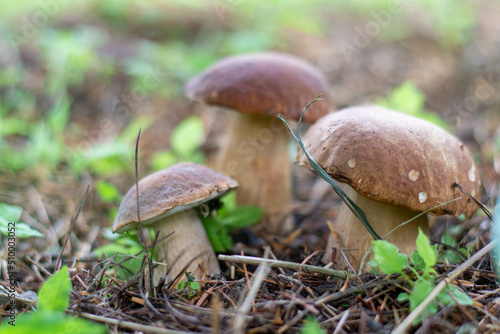 Mushroom boletus edilus. Popular white Boletus mushrooms in forest.