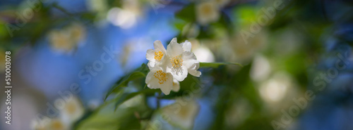 Close up of jasmine flowers in a garden.