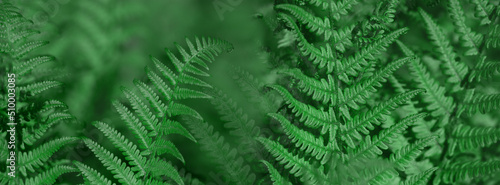 Banner natural light green fern wallpaper.