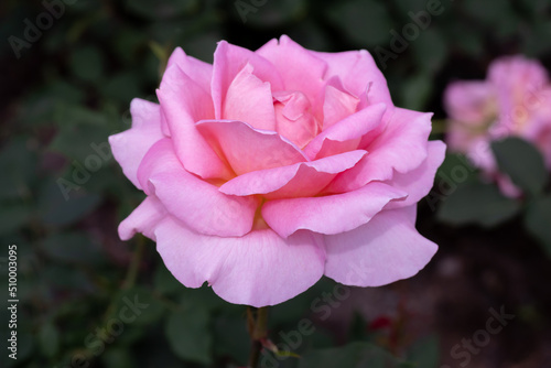Pink rose on a background of green leaves.