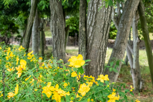 黄色が美しい 公園のキンバイの花 