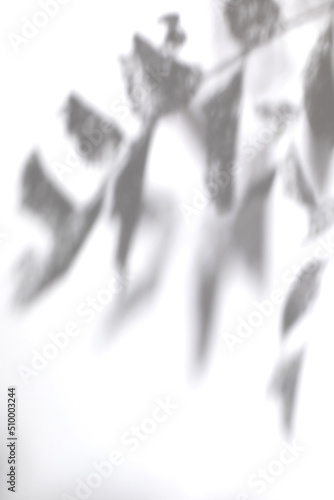 Blurred overlay effect for for natural light photo effects. Gray shadows of tree branches on a white textured wall. Abstract neutral plant nature concept background for poster design presentation