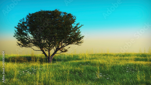 background landscape a lonely coniferous spreading tree in a blooming meadow. the concept of clean uncontaminated nature ecology photo