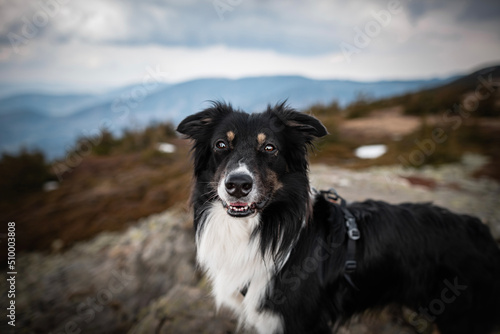 Mountain dog