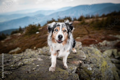 Mountain dog