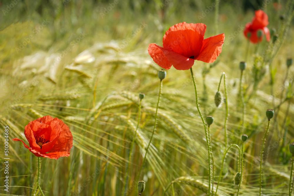yellow wheat field and red poppy flowers in summer sunny day yellow wheat field and red poppy flowers in summer sunny day