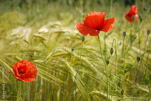 yellow wheat field and red poppy flowers in summer sunny day 