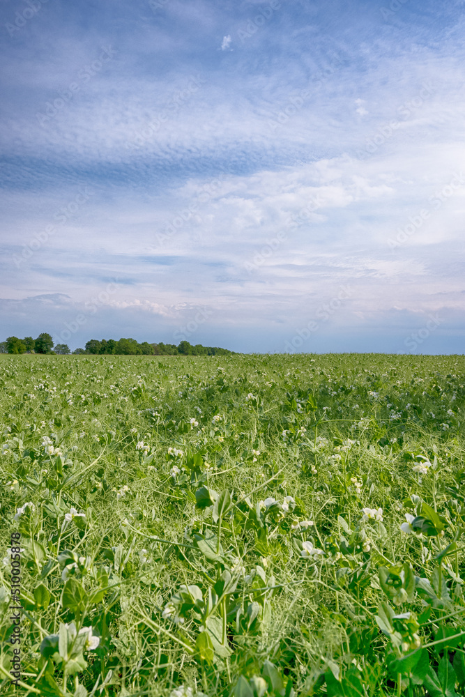 Perfect landscape of fields in the sunny day with perfect clouds on the sky Perfect landscape of fields in the sunny day with perfect clouds on the sky