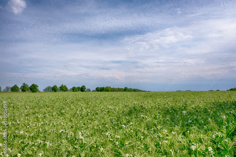 Perfect landscape of fields in the sunny day with perfect clouds on the sky