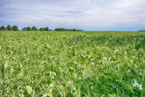 Perfect landscape of fields in the sunny day with perfect clouds on the sky