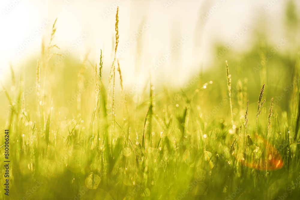 Green grasses in a meadow close-up on a summer morning after rain with a sunny lens flare. Background. Selective focus