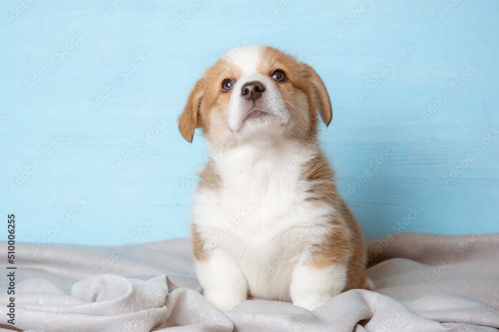 cute pembroke Welsh corgi puppy sitting on a blue background