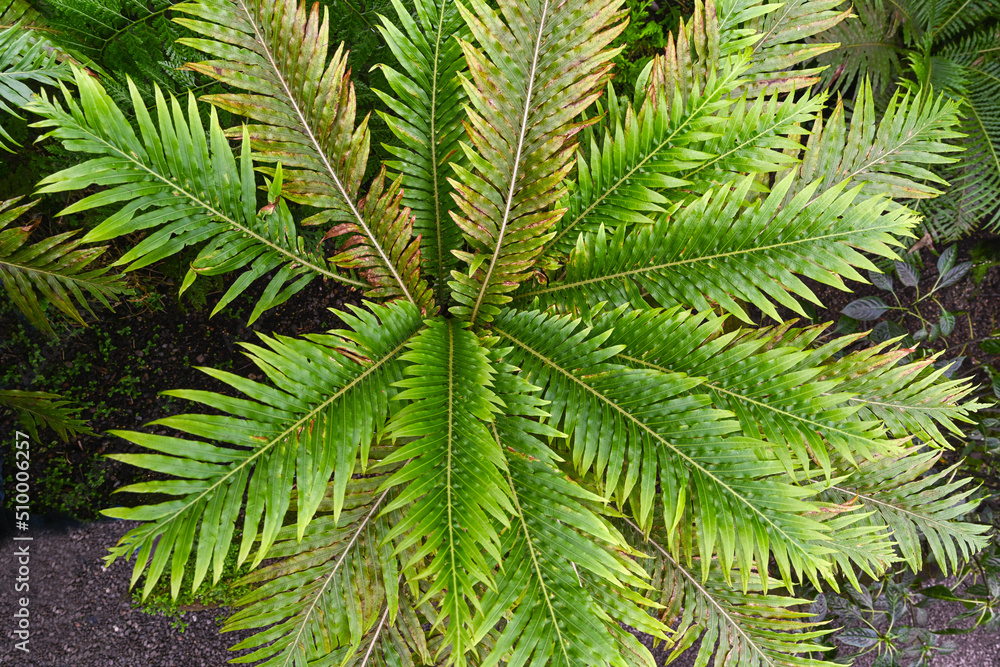 Blechnum gibbum called Silver lady or Dwarf tree fern (Blechnaceae) is a ‚hard fern‘ of the Blechnum genus in the Blechnaceae family.